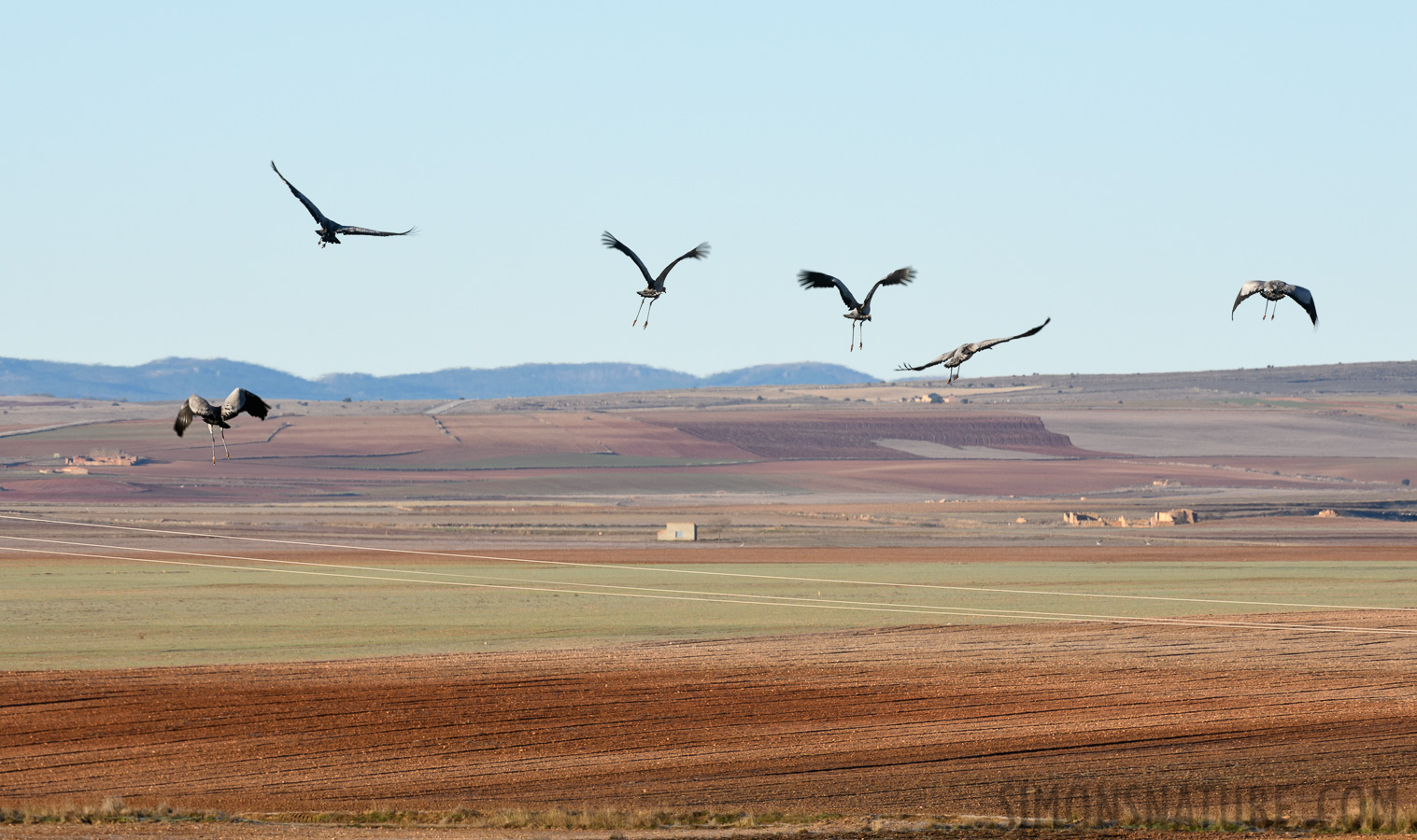 Grus grus [400 mm, 1/400 sec at f / 14, ISO 800]